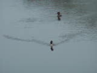 100_6007.jpg